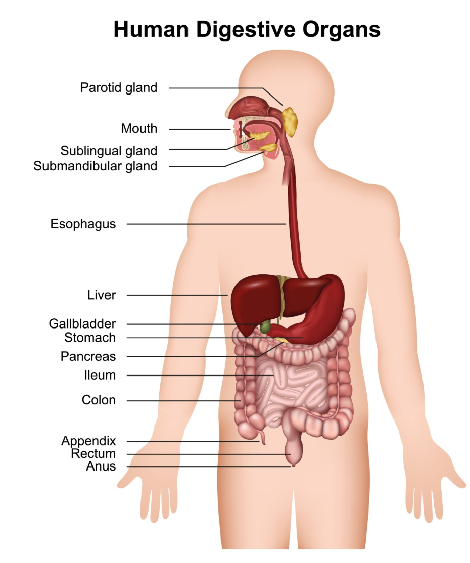 Photo: mypatientadvice.co.uk Coeliac disease